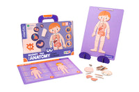 Tampon magnétique - Anatomie