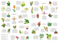 Around the World in 50 Orchids (1000pcs)