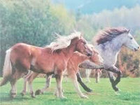 PFG gagnant la course (1000pcs) (utilisation / utilisée - puzzles pour de bon)