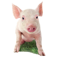 Pig - en forme (100pcs)