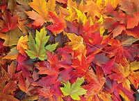 Feuilles d'automne (1000 pc)