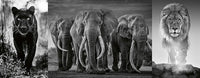 Ravensburger Triptych - Panter, éléphants, lion (1000pcs) (panoramique)