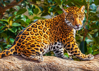 Petit Jaguar