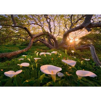 Magic Forests - Calla Clearing (1000pcs)