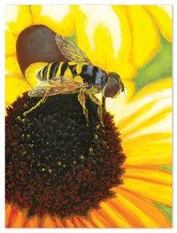 Collation de tournesol