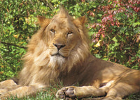 Roi de lion