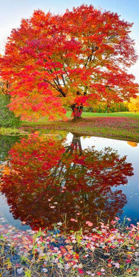 Maple Reflections