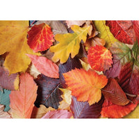 Feuilles colorées (1000 pc)