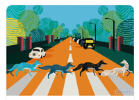 Abbey Road Foxes