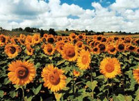 Tournesols