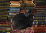 Chat de bibliothèque