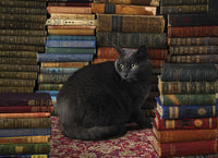 Chat de bibliothèque
