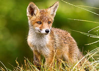 Petit renard sur la prairie