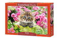 Kitten in Flower Garden, Greg Cuddiford