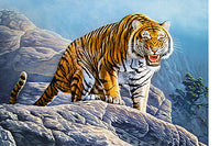 Tigre sur les rochers