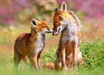 Little Fox et sa maman