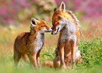 Little Fox et sa maman