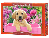 Puppy du Labrador en boîte rose, Greg Cuddiford