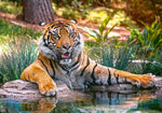 Sumatran Tiger