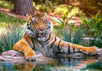 Sumatran Tiger