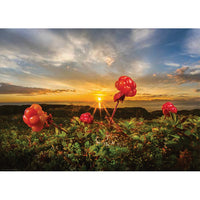 Cloudberries, AVH (1000pcs)