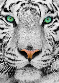 Tiger en Sibérie blanc (1000pcs)