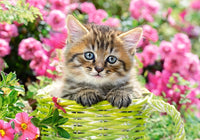 Kitten in Flower Garden, Greg Cuddiford