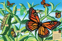 Cycle de vie d'un papillon monarque (puzzle)