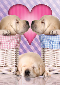 Adorables animaux - amour chiot