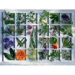 Ravensburger Kitchen Herbs