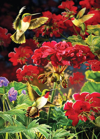 Ruby Geraniums, Greg Giordano