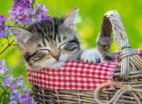 Ravensburger Sleeping Kitten