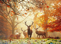 Magic Forests - Stags - Richmond Park, United Kingdom (1000pcs)