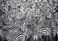 Challenge Zebra Ravensburger