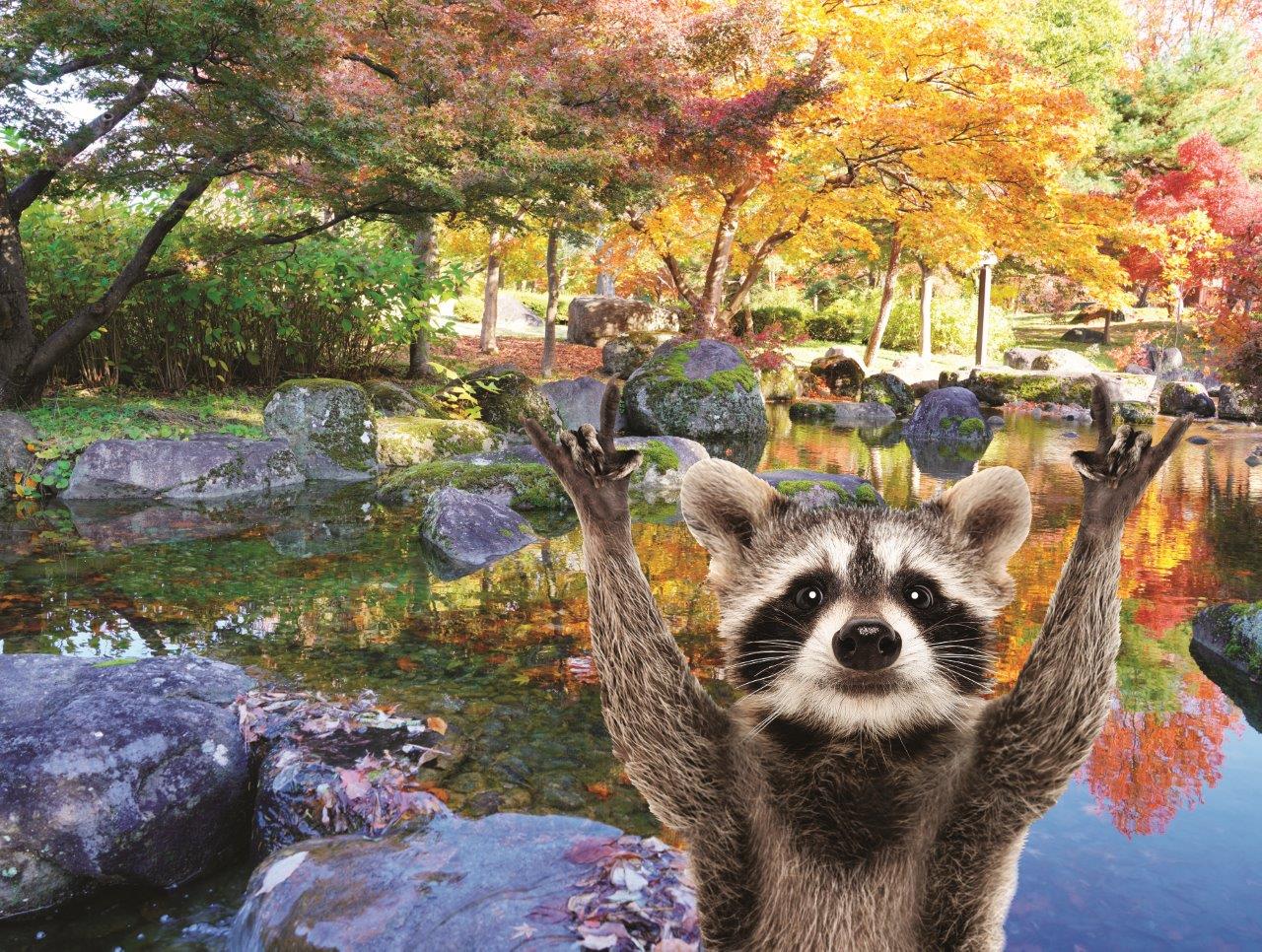 Family Time - Raccoon (200pcs)