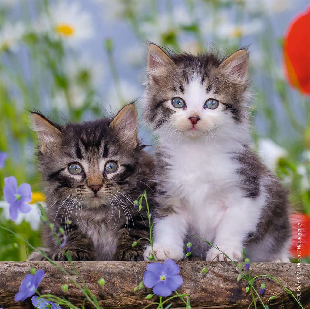 Ravensburger Cuddly Kittens (3 x 49 pcs)