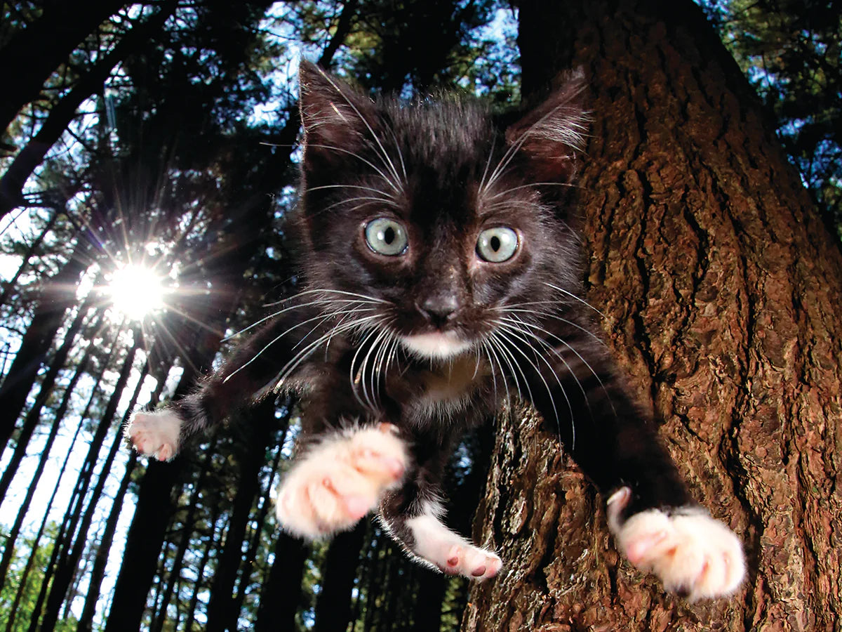 Snookums Pounce (3D Puzzle) (500pcs)