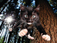 Snookums Pounce (puzzle 3D) (500pcs)