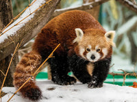 Discovery - Red Panda (3D Puzzle) (500pcs)