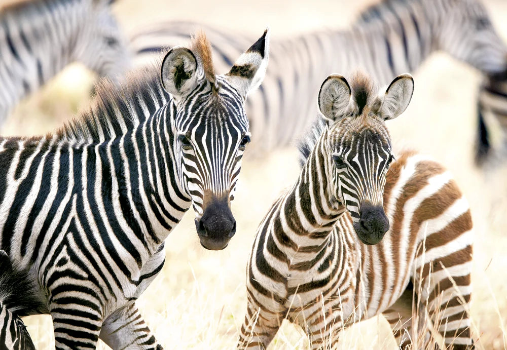 Young Zebras (1000pcs)