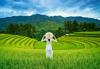 Rice Fields in Vietnam	(1000pcs)