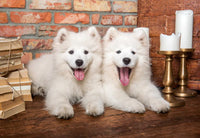 Les chiots Samoyed disent bonjour (1000pcs)
