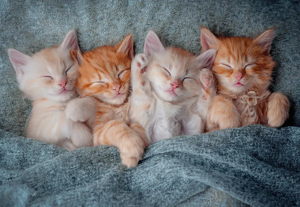 The Sweetest Kittens (1000pcs)
