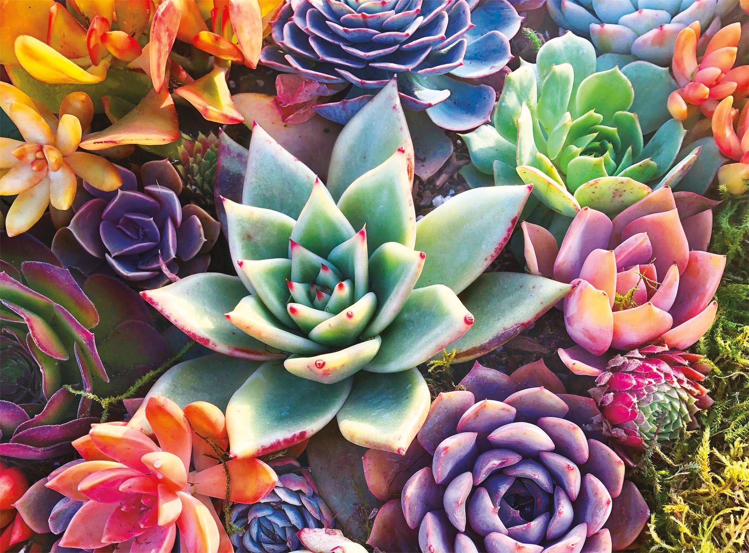 PFG Photography: Simple Succulent (Usage/Used - PUZZLES FOR GOOD)