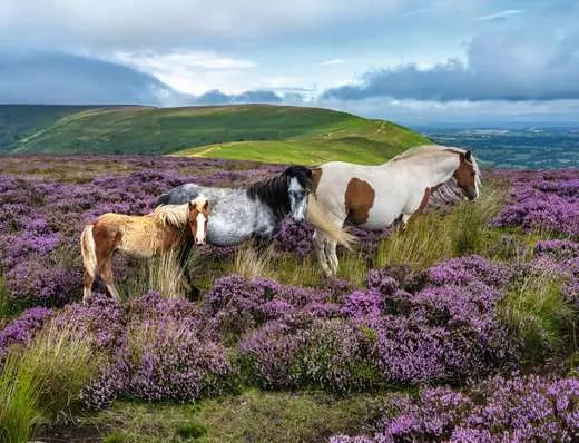 Ravensburger Chevaux sauvages dans la bruyère (2000 pièces)
