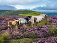 Ravensburger Wild Horses in the Heather (2000pcs)