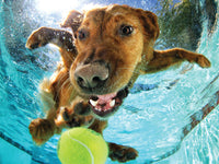 Underwater Dog (3D Puzzle) (500pcs)