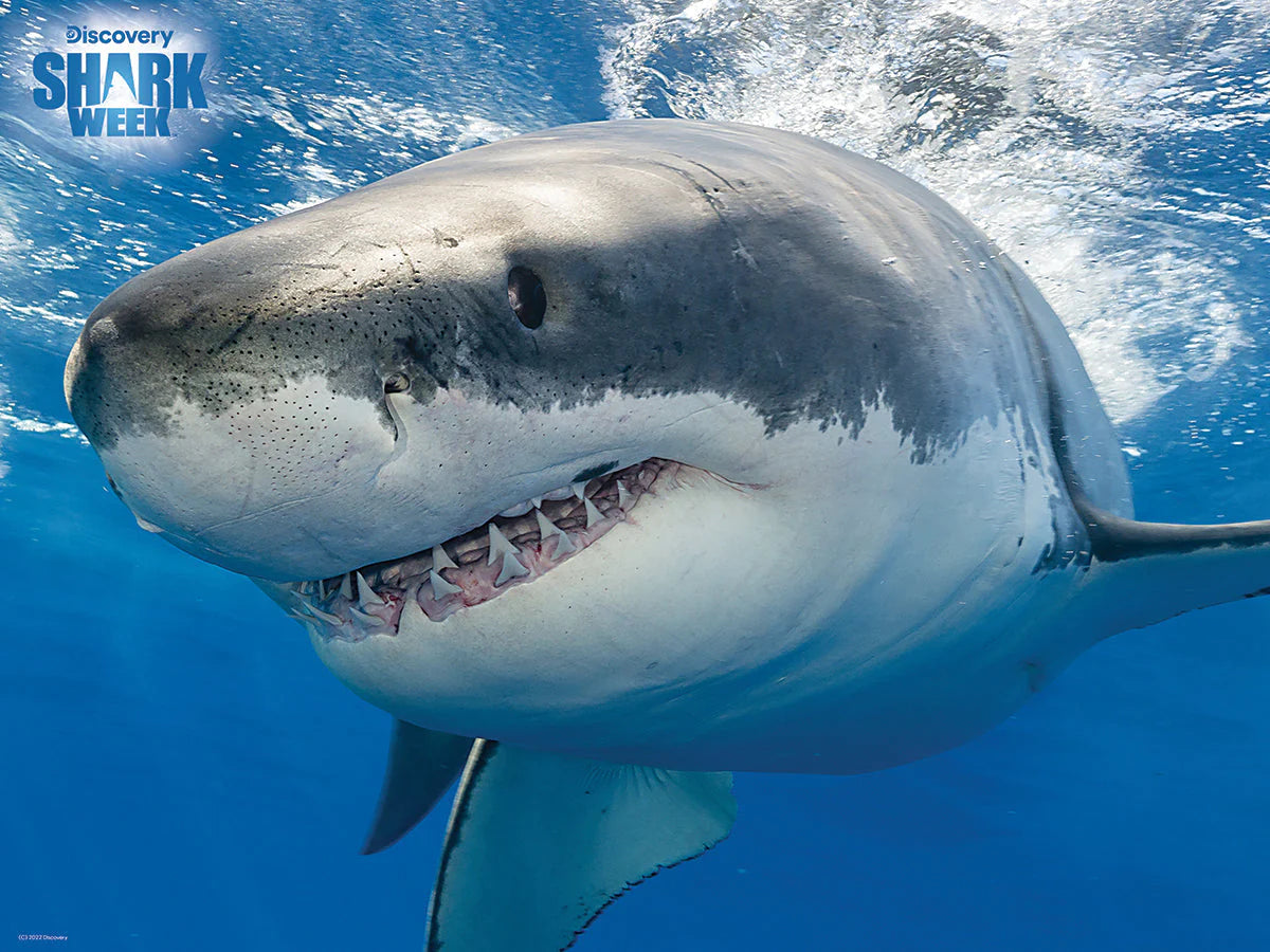 Discovery Shark Week - Great White Shark (3D Puzzle) (500pcs)
