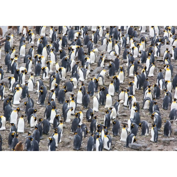 PFG King Penguin Colony (1500pcs) (Usage/Used - PUZZLES FOR GOOD)