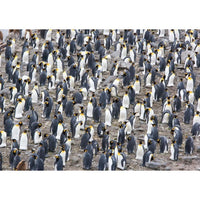 PFG King Penguin Colony (1500pcs) (utilisation / utilisée - puzzles pour de bon)